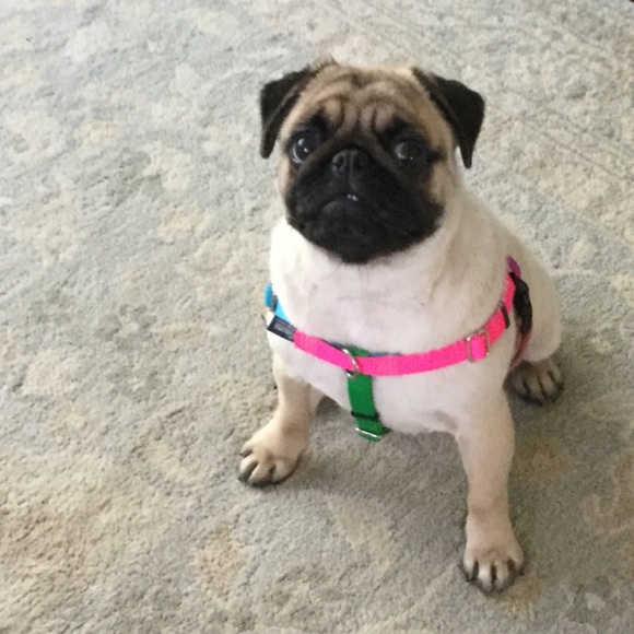 Posh Ambassador II - Welcome! - Picture 6 of 14